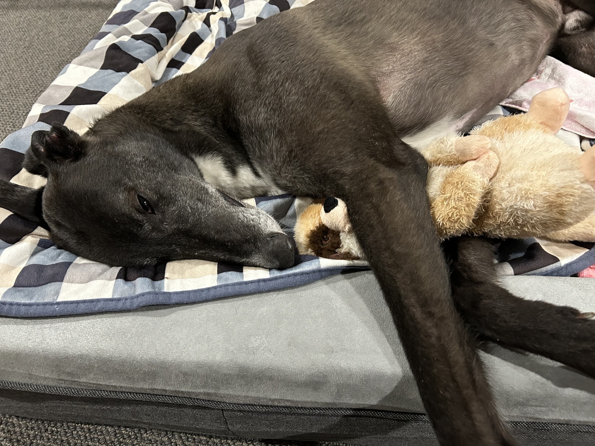 Snip Gallery Image 5