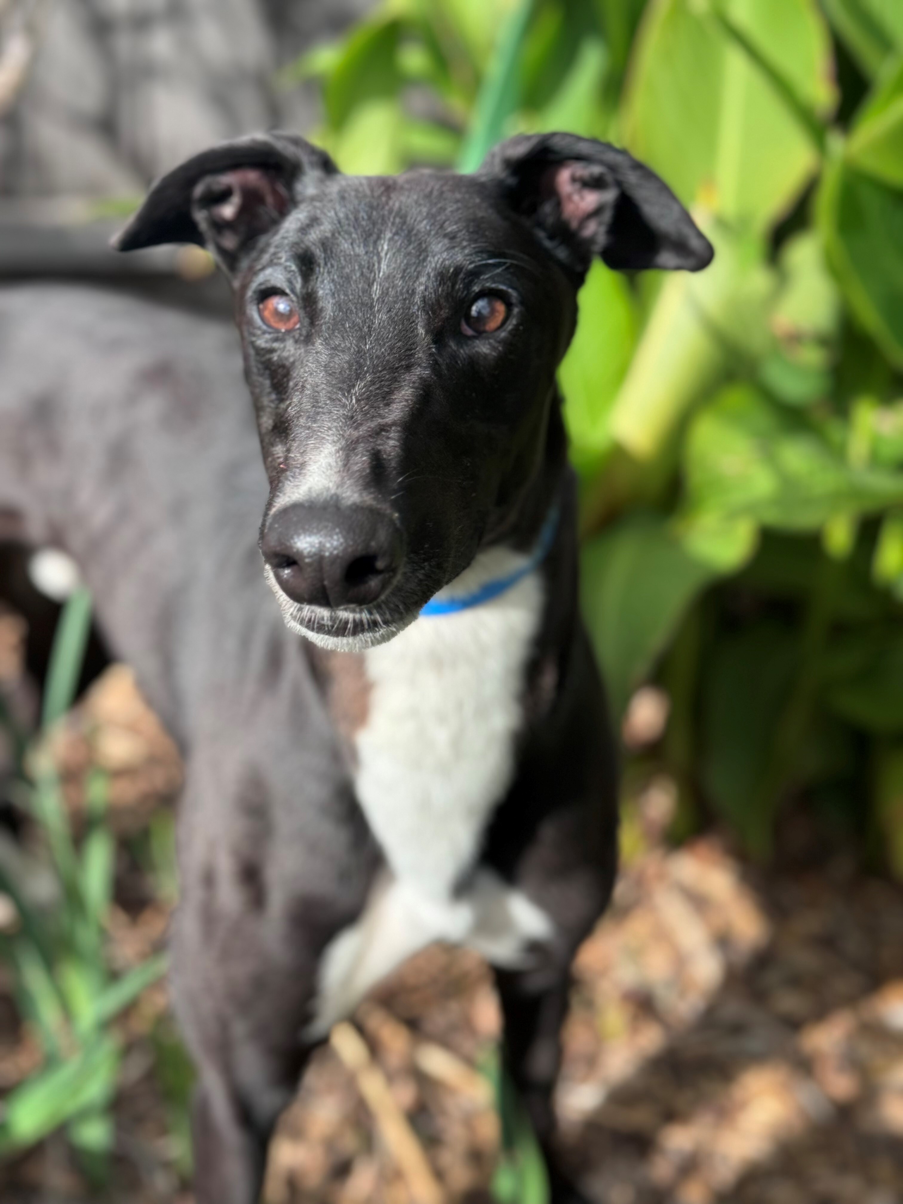 Tommy Gallery Image 2